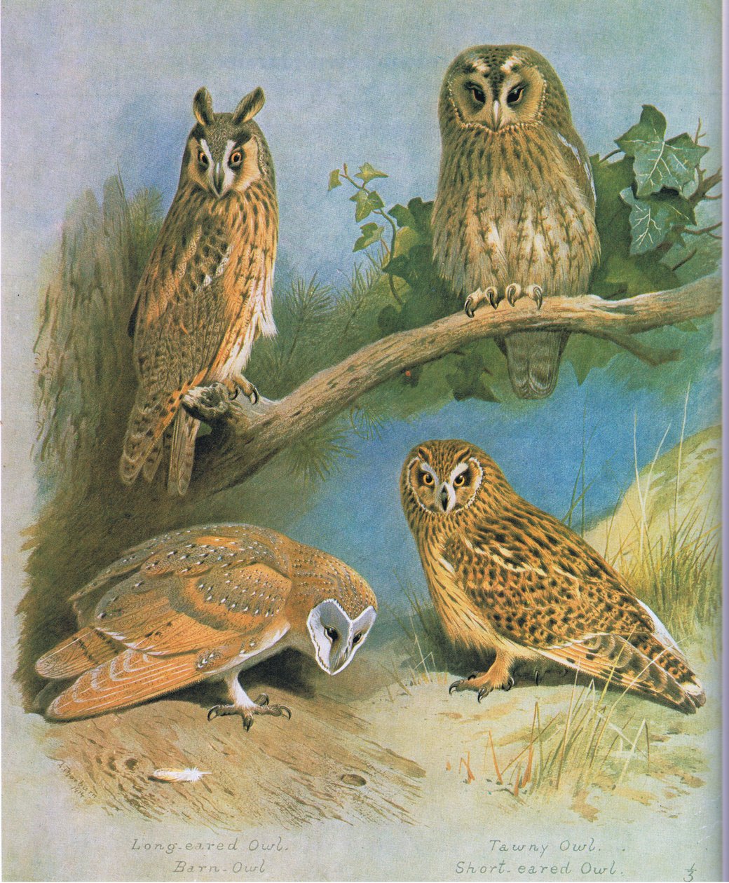 Ransuil, Kerkuil, Bosuil, Velduil, uitgegeven door Book Club Associates, 1972 door Archibald Thorburn