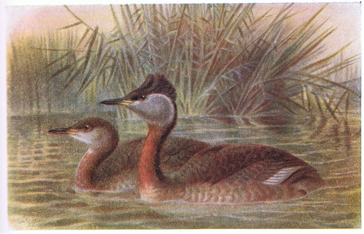 Roodhalsfuut door Archibald Thorburn