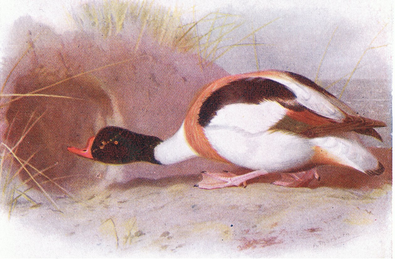 Bergeend door Archibald Thorburn