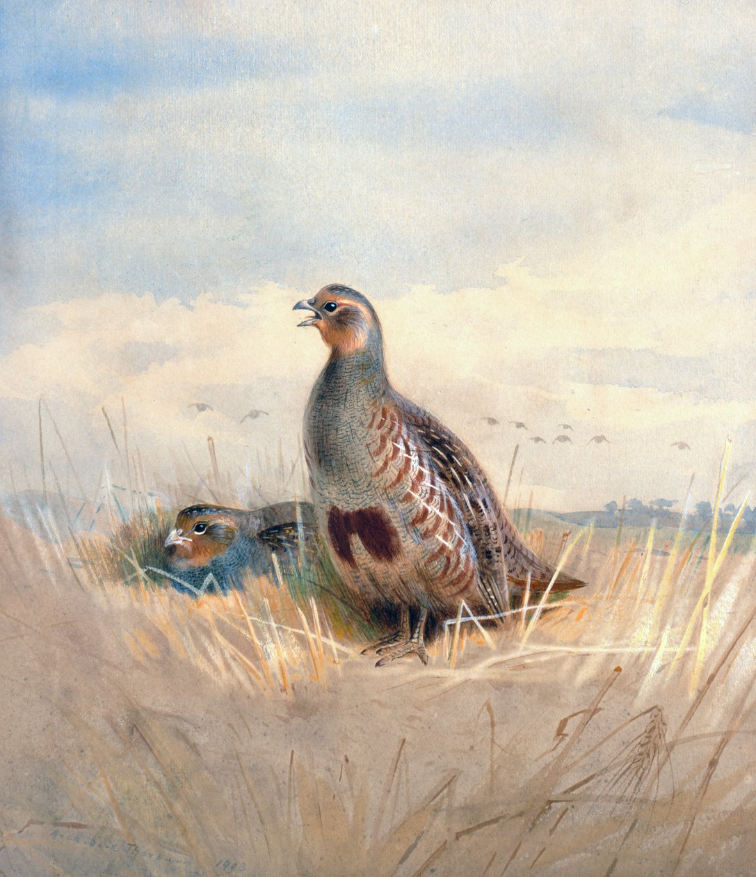 Twee Engelse patrijzen, 1903 door Archibald Thorburn
