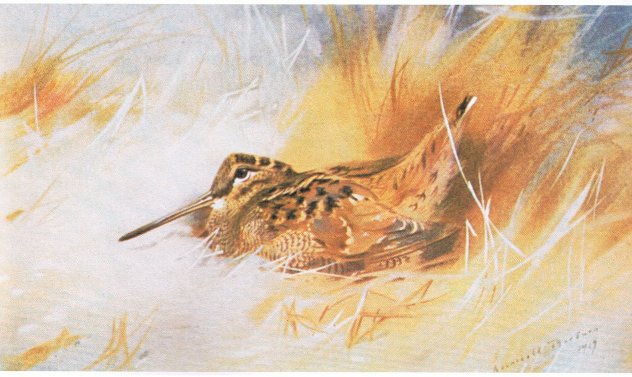 Houtsnip, uitgegeven door Book Club Associates, 1972 door Archibald Thorburn