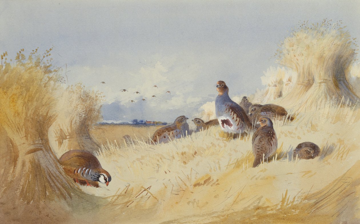 Een Rode Patrijs en een Koppel Grijze Patrijzen bij Korenstokken door Archibald Thorburn