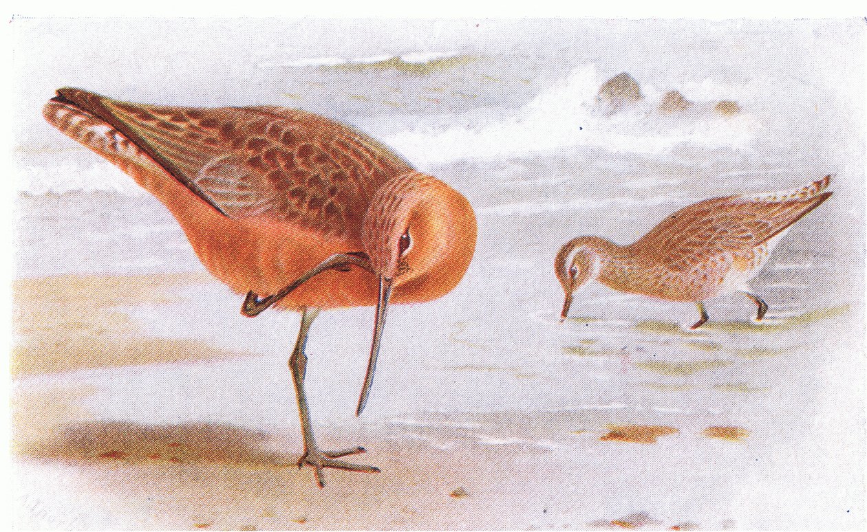 Rosse Grutto, uit Birds of the British Isles and Their Eggs gepubliceerd door Frederick Warne & Co Ltd, 1958 door Archibald Thorburn