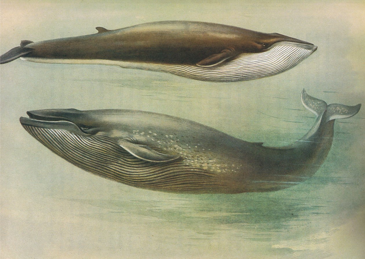 Gewone vinvis, blauwe vinvis, uit Thorburns Zoogdieren gepubliceerd door Longmans and Co, ca. 1920 door Archibald Thorburn