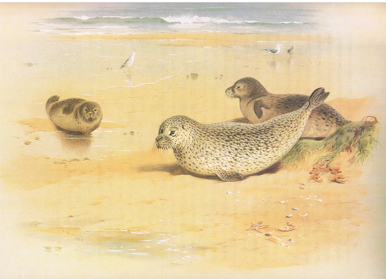 Gewone zeehond, uit Thorburns Zoogdieren gepubliceerd door Longmans and Co, ca. 1920 door Archibald Thorburn