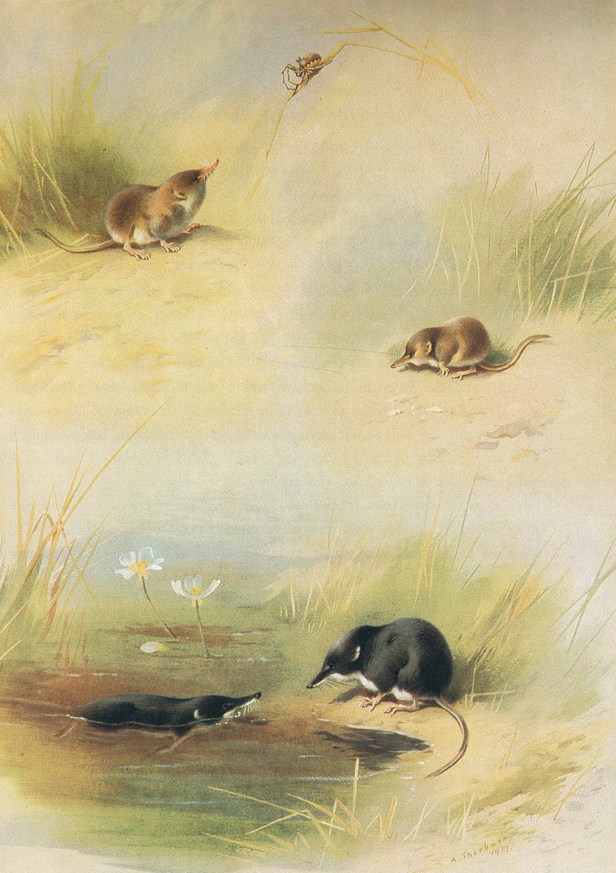 Gewone spitsmuis, dwergspitsmuis en waterspitsmuis, uit Thorburns Zoogdieren gepubliceerd door Longmans and Co, ca. 1920 door Archibald Thorburn