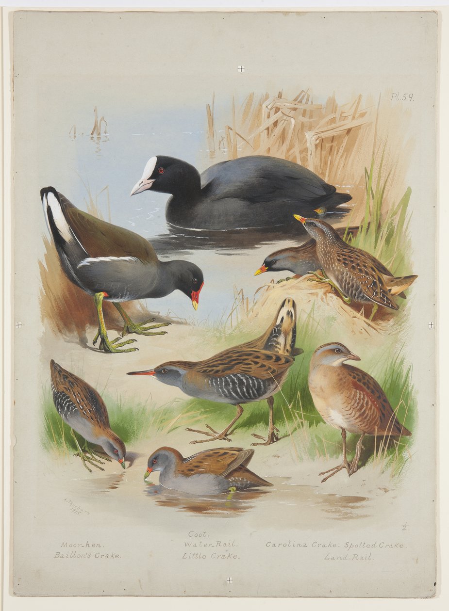 Meerkoet, waterhoen, rallen en waterhoenders, ca. 1915 door Archibald Thorburn