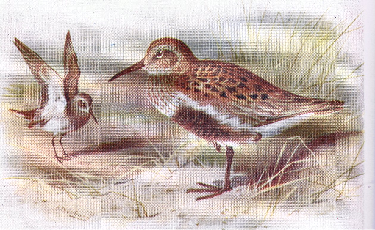 Dunlin (zomer en winter), uit Birds of the British Isles and Their Eggs gepubliceerd door Frederick Warne & Co Ltd, 1958 door Archibald Thorburn