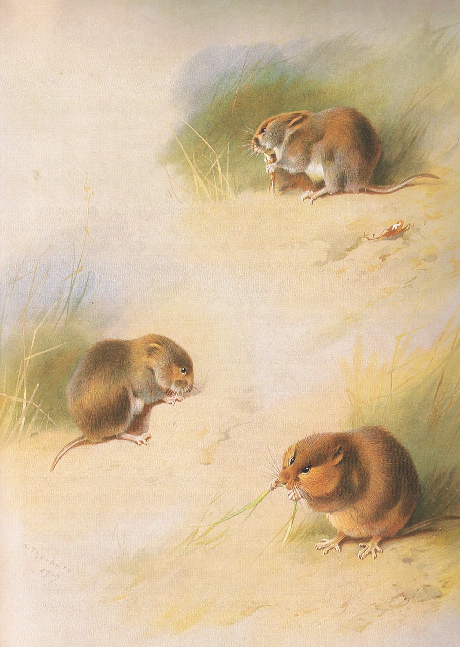 Veldmuis, rosse woelmuis en Orkney woelmuis, uit Thorburns Zoogdieren gepubliceerd door Longmans and Co, ca. 1920 door Archibald Thorburn