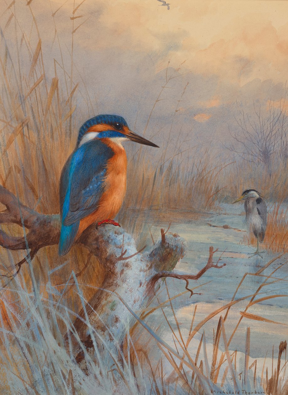 Uitgevroren - Vissen: IJsvogel en reiger in een winterlandschap door Archibald Thorburn