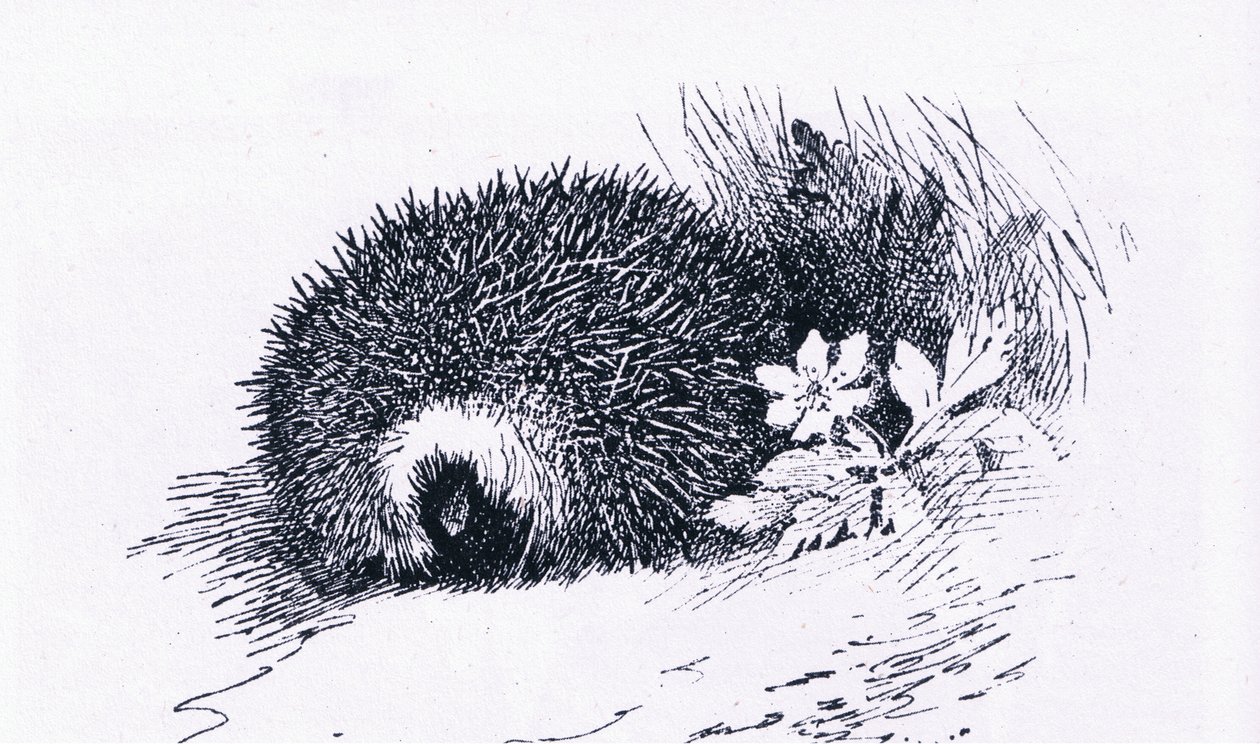 Egel, Natuur in Groot-Brittannië uitgegeven door Collins, 1946 door Archibald Thorburn