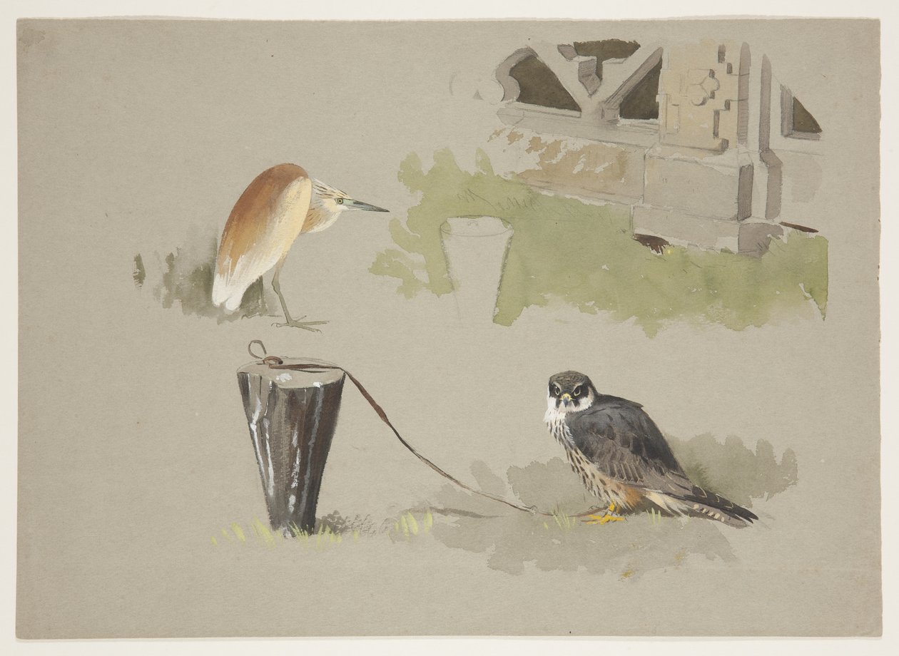 Hobby mannetje vastgebonden en squarro reiger, ca. 1915 door Archibald Thorburn