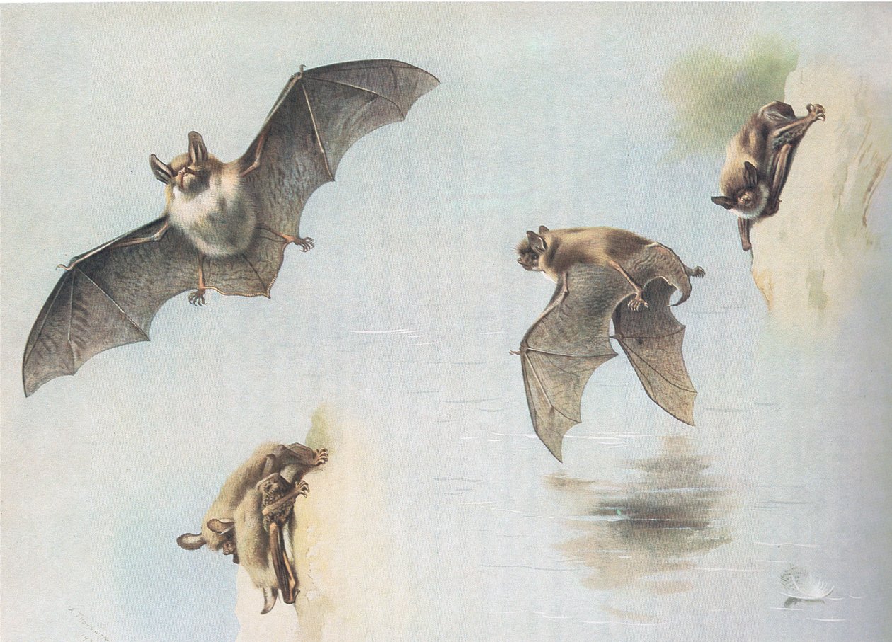 Watervleermuis en meervleermuis, uit Thorburns Zoogdieren gepubliceerd door Longmans and Co, ca. 1920 door Archibald Thorburn