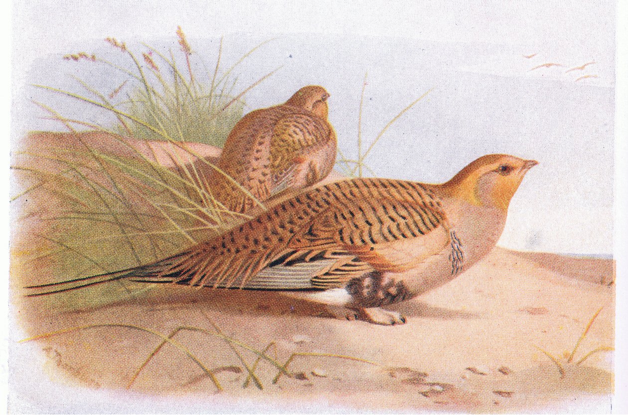 Pallass Zandhoen, uit Birds of the British Isles and Their Eggs gepubliceerd door Frederick Warne & Co Ltd, 1958 door Archibald Thorburn