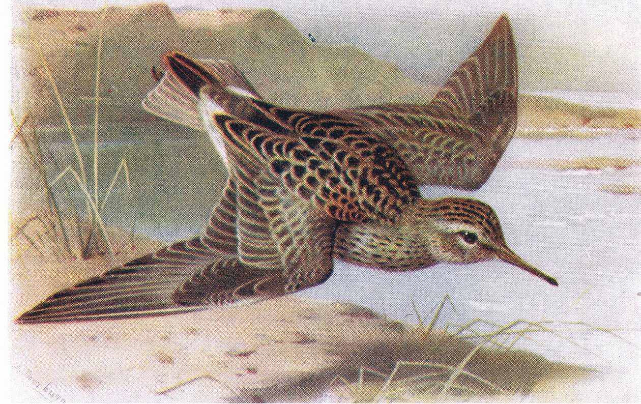 Gestreepte Strandloper, uit Birds of the British Isles and Their Eggs gepubliceerd door Frederick Warne & Co Ltd, 1958 door Archibald Thorburn