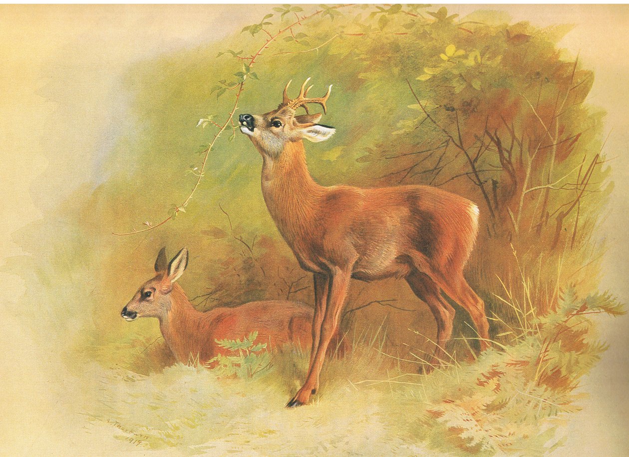 Ree, uit Thorburns Zoogdieren gepubliceerd door Longmans and Co, ca. 1920 door Archibald Thorburn