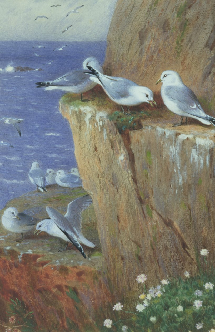 Meeuwen door Archibald Thorburn