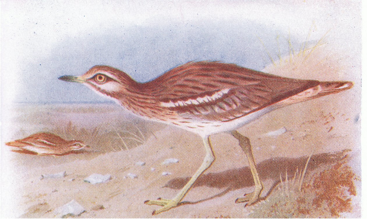 Griel, uit Birds of the British Isles and Their Eggs gepubliceerd door Frederick Warne & Co Ltd, 1958 door Archibald Thorburn