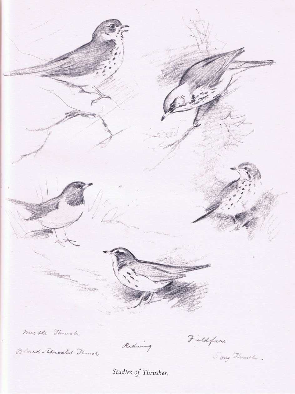Studie van Lijsters door Archibald Thorburn