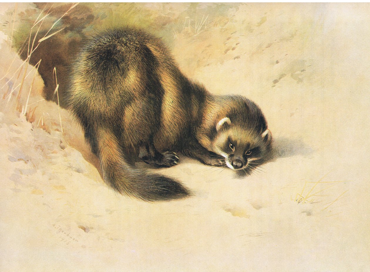 De bunzing, uit Thorburns zoogdieren gepubliceerd door Longmans en Co, ca. 1920 door Archibald Thorburn