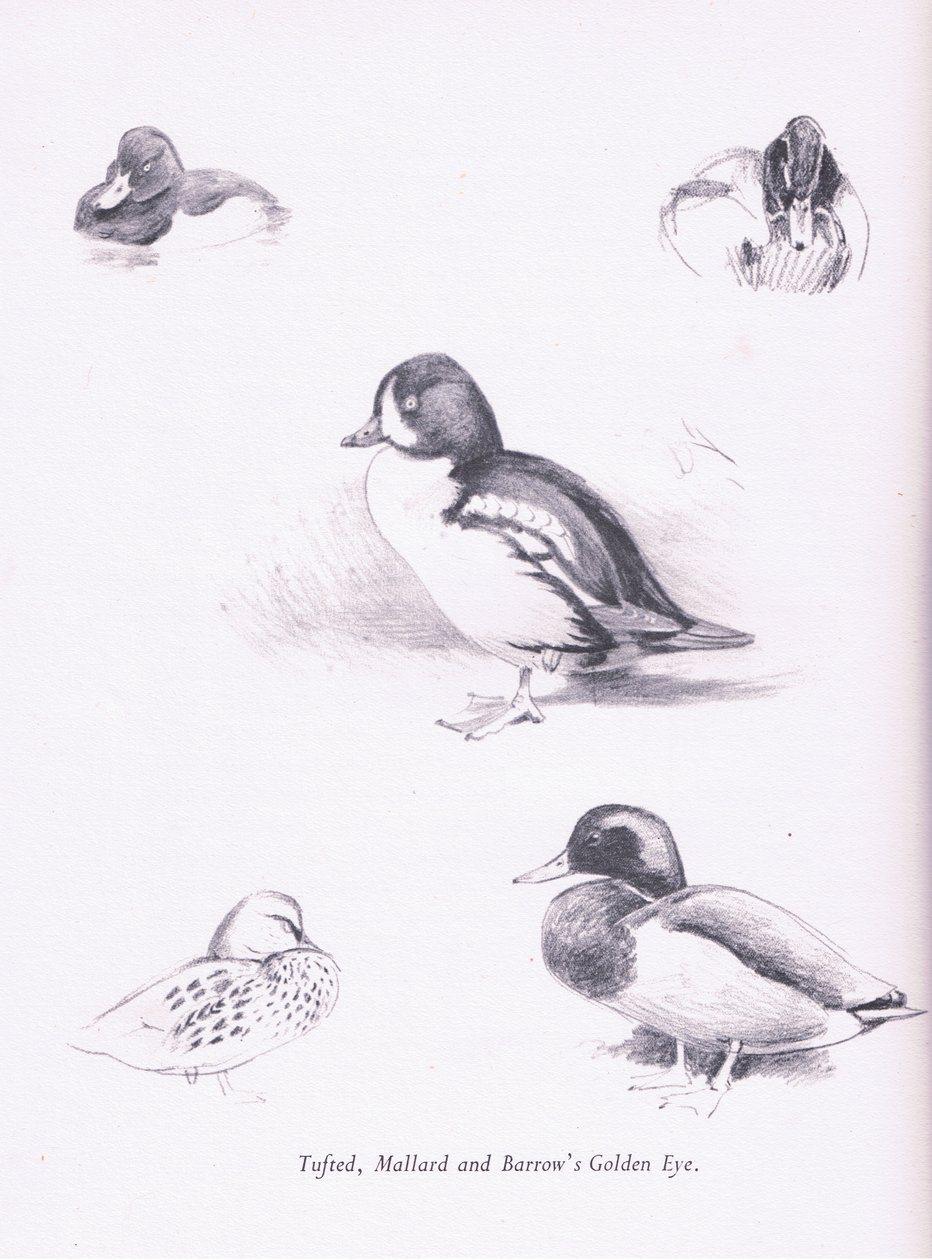 Kuifeenden, Wilde Eenden, Barrows Brilduiker door Archibald Thorburn