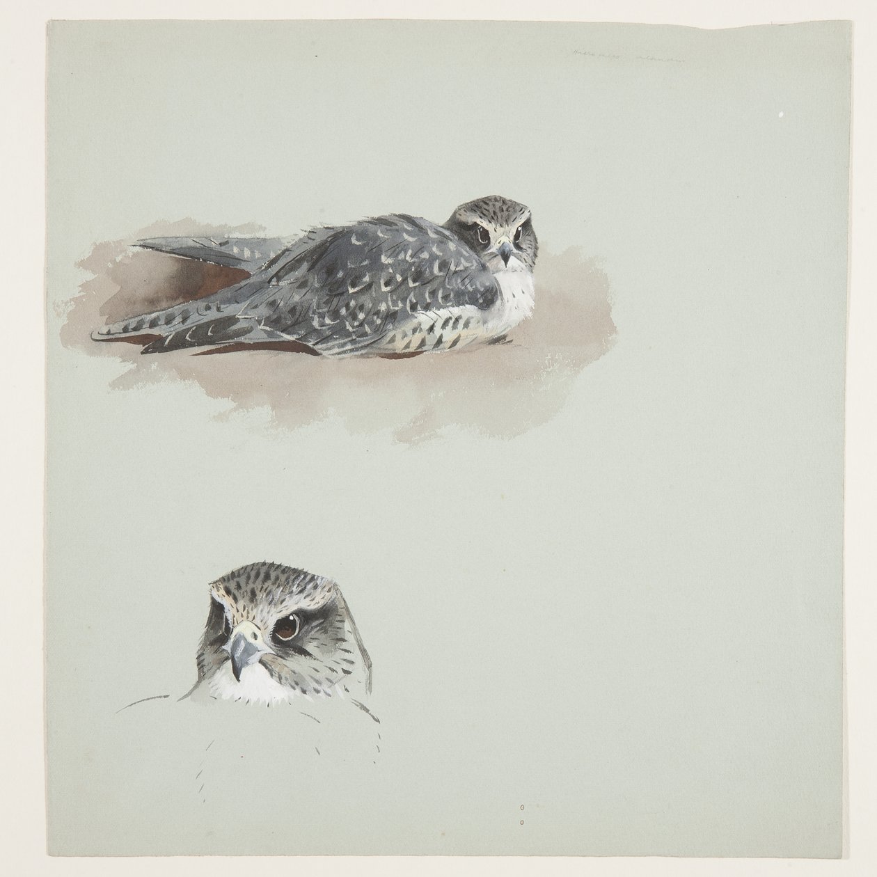 Twee kleuren schetsen van smelleken, c.1915 door Archibald Thorburn