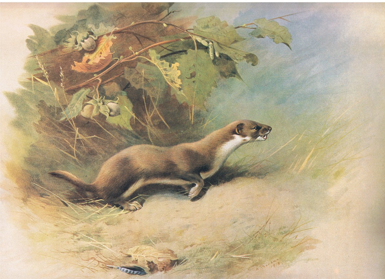 Wezel, uit Thorburns Zoogdieren gepubliceerd door Longmans and Co, ca. 1920 door Archibald Thorburn