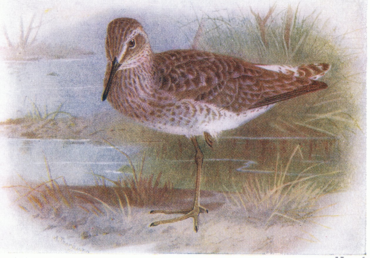 Bosruiter, uit Birds of the British Isles and Their Eggs gepubliceerd door Frederick Warne & Co Ltd, 1958 door Archibald Thorburn