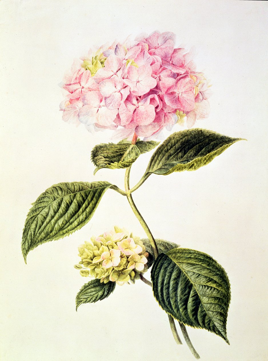 PD.64-1975 Hortensia door Arnoldus Bloemers