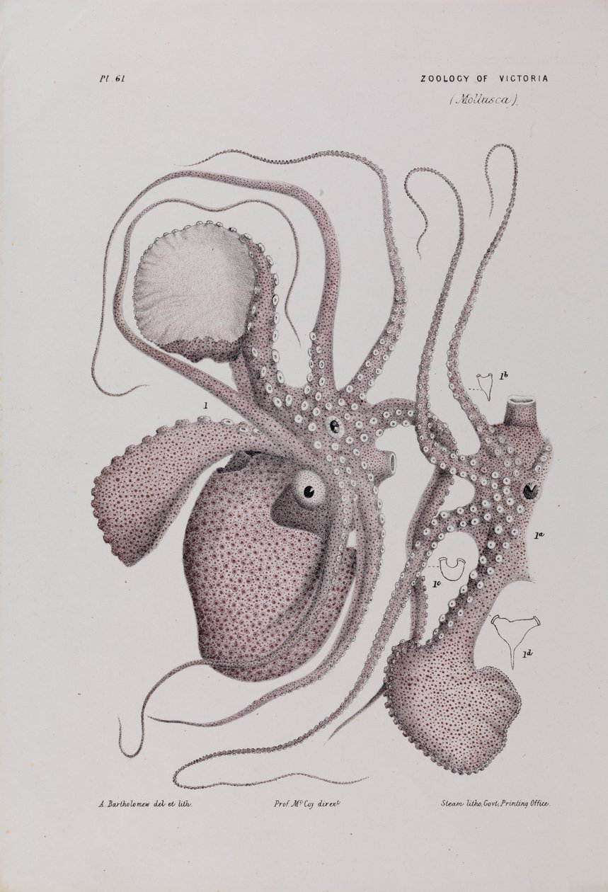 Papieren Nautilus, Argonauta nodosa door Arthur Bartholomew