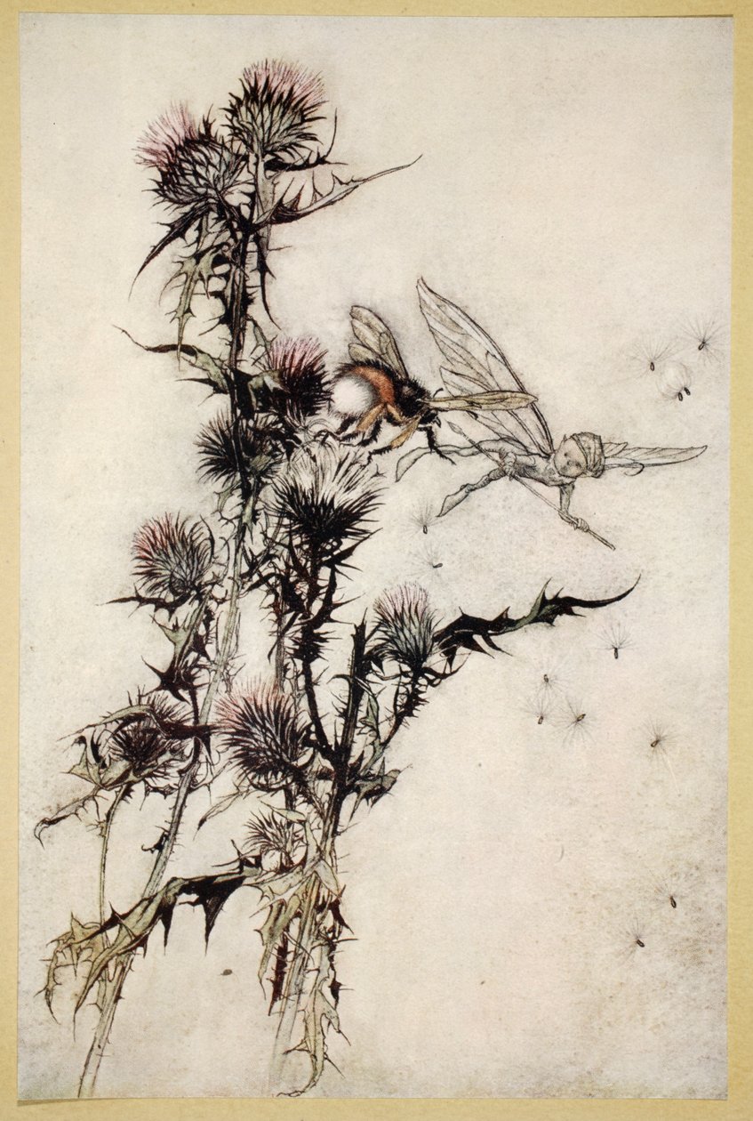 Dood me een rood-heupige hommel op de top van een distel, illustratie uit 