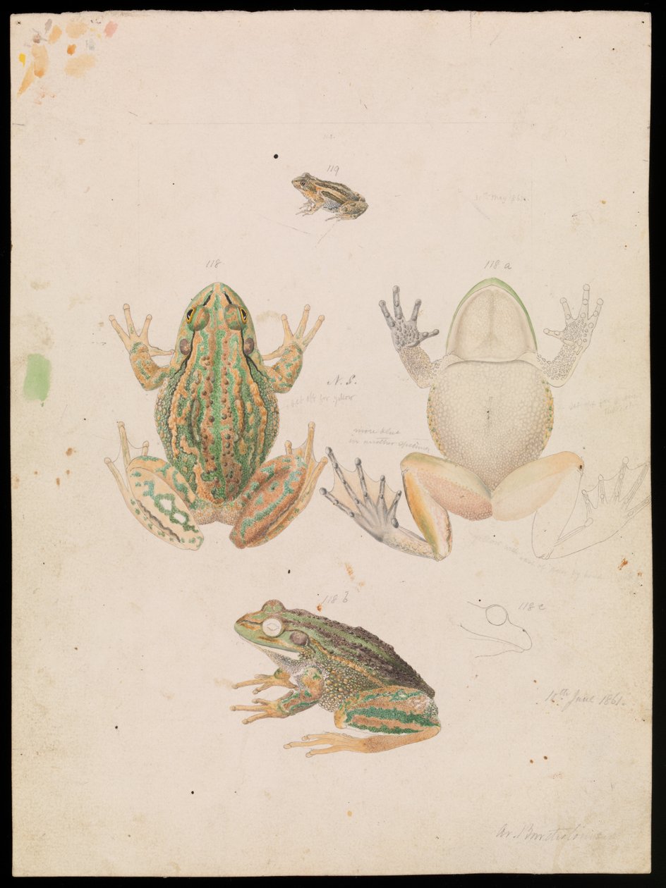 Bromvogel, Litoria raniformis door Arthur Bartholomew
