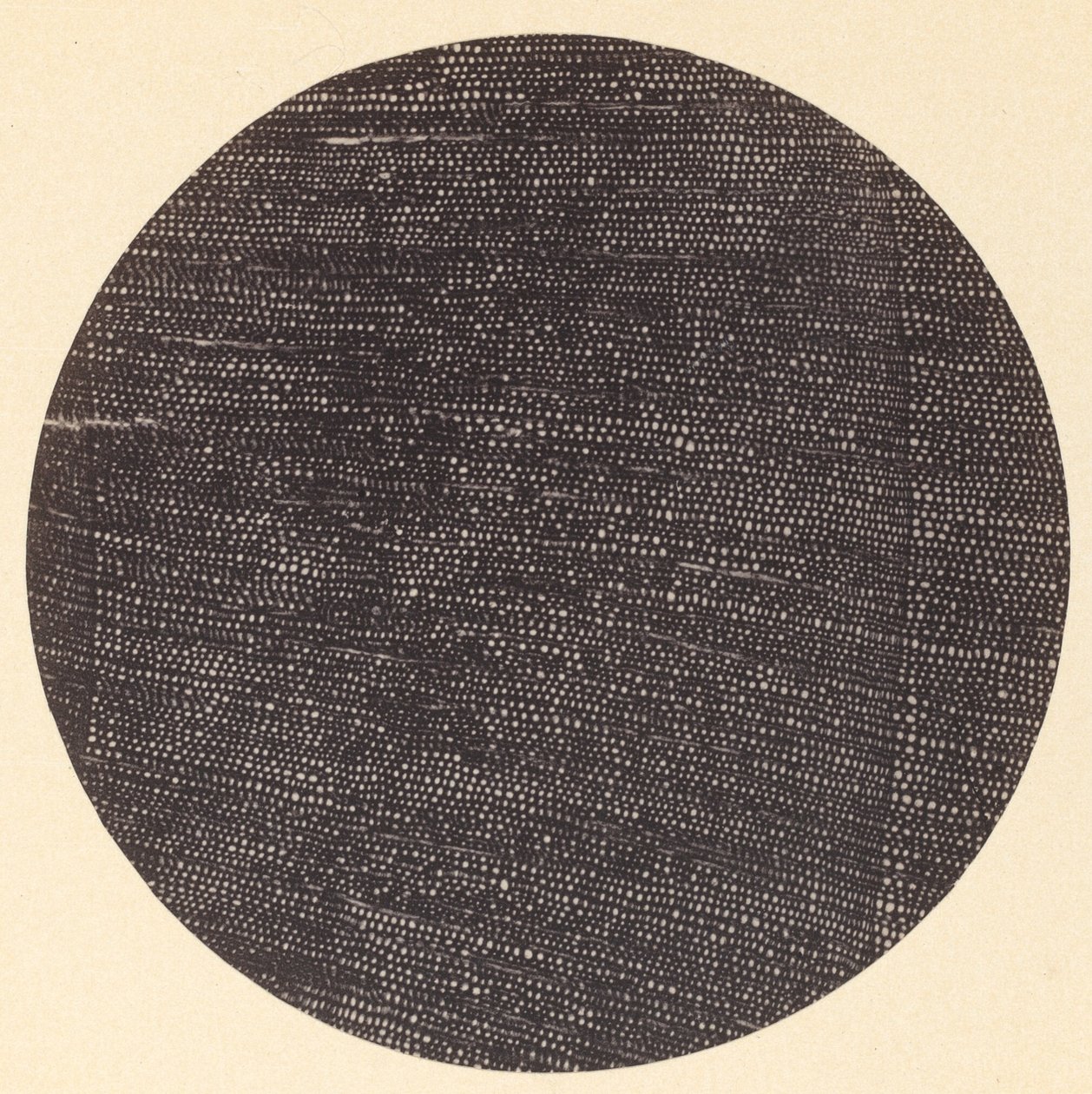 Microfotografie van dwarsdoorsnede van hout Salisburia, 1870s door Arthur Durham