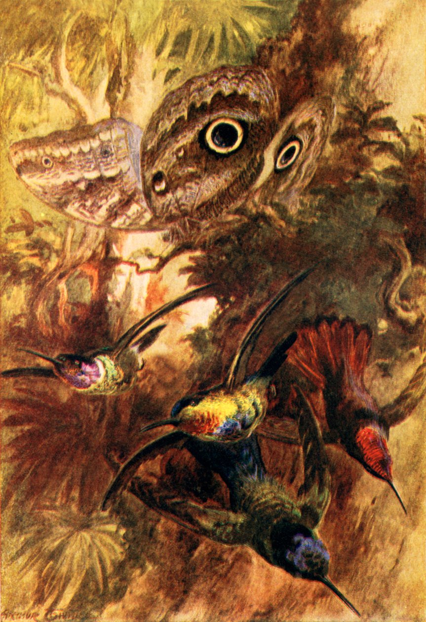 De uilvlinder (kleurenlitho) door Arthur Twidle