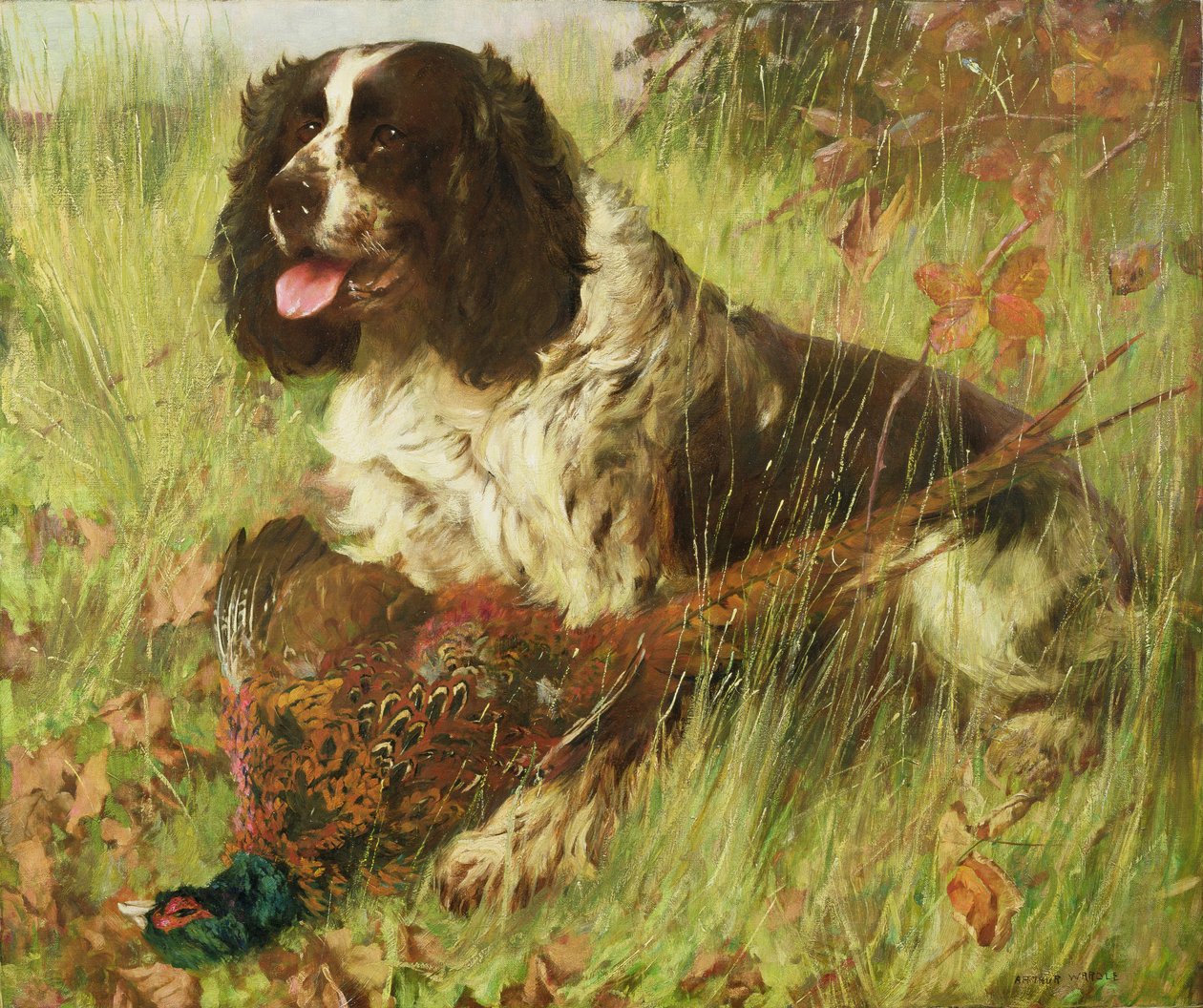 Springer Spaniël met Fazant door Arthur Wardle