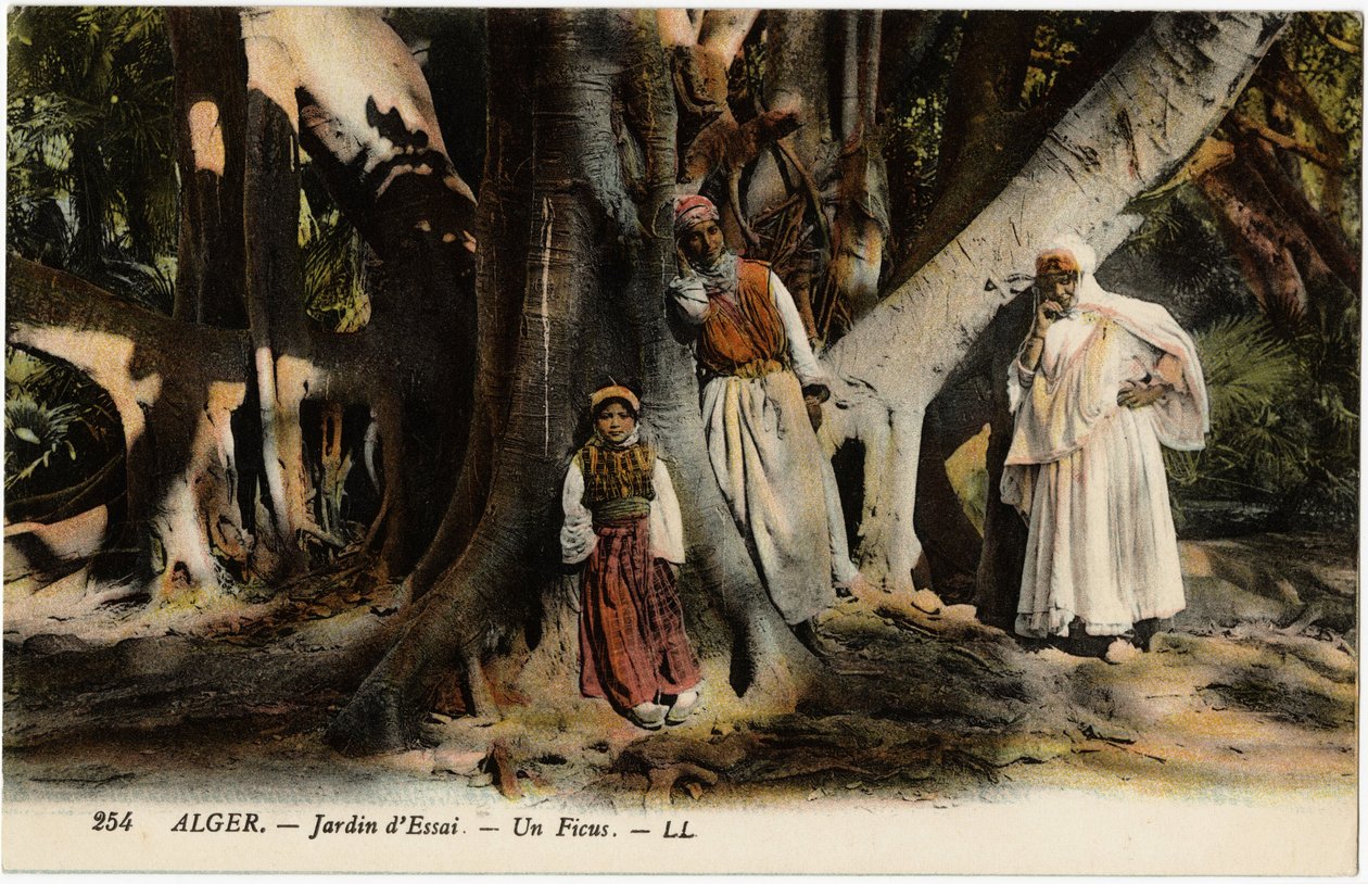 Een ficus in de tuin van Essay in Algiers, Algerije. Ansichtkaart uit Selva