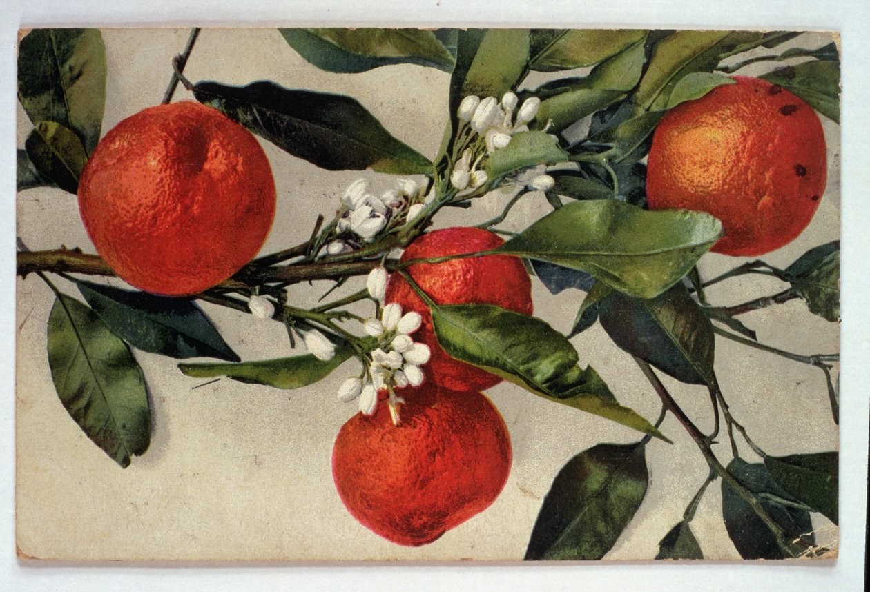 Sinaasappels, ansichtkaart door Artist Unknown