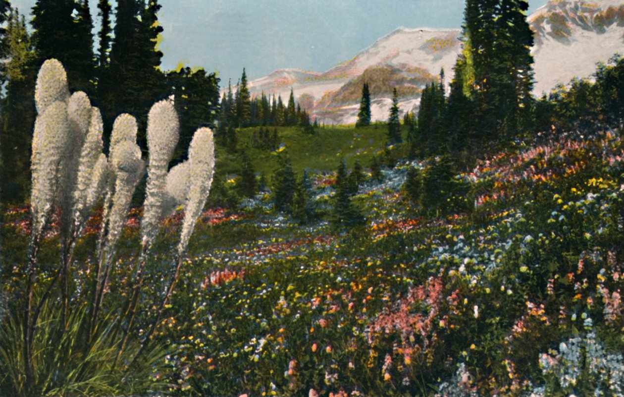 Indiase mandengras groeiend in Mount Rainier National Park, ca. 1916 door Asahel Curtis