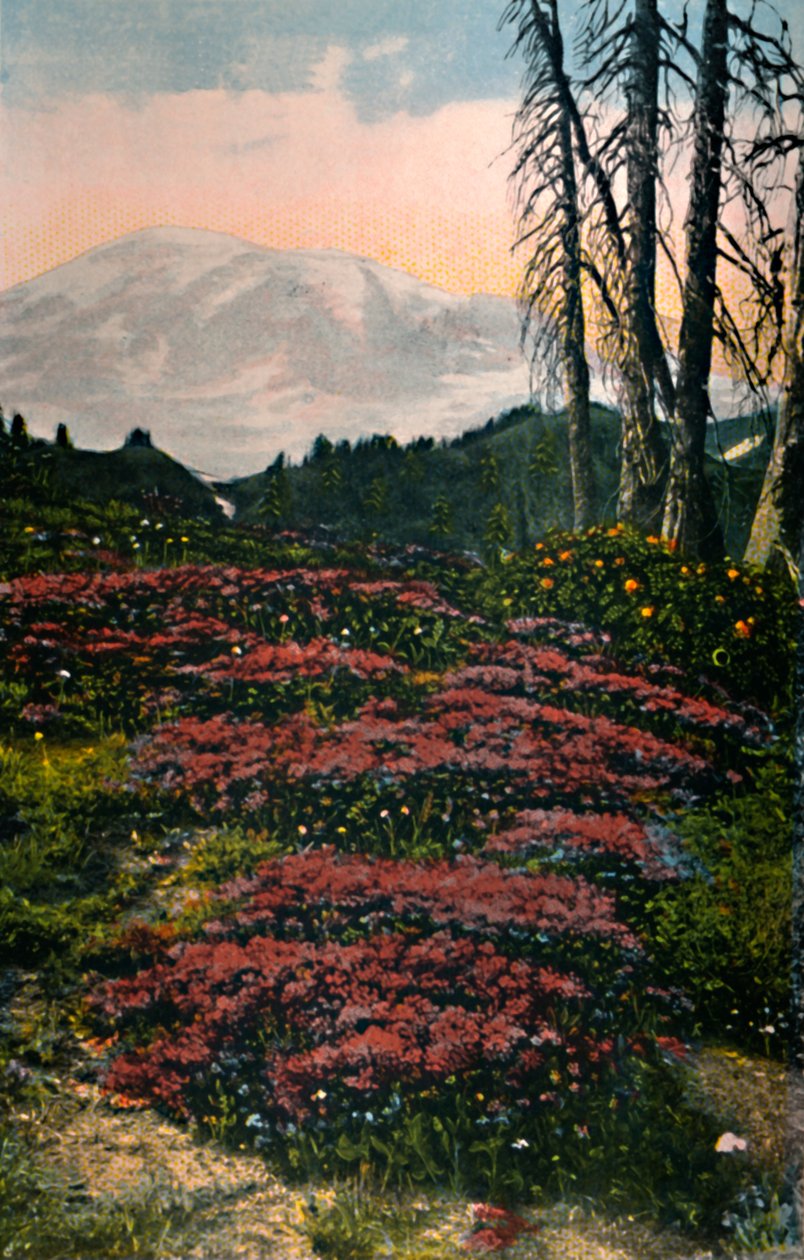Paarse Heide groeiend in Mount Rainier National Park, ca. 1916 door Asahel Curtis