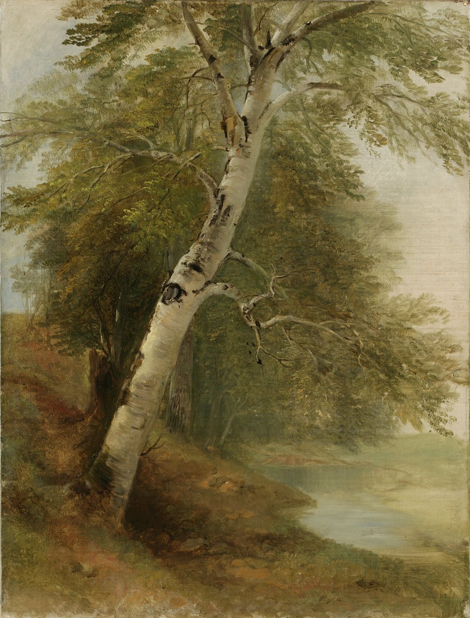 Natuurstudie: Een Berkenboom, 1860 door Asher Brown Durand