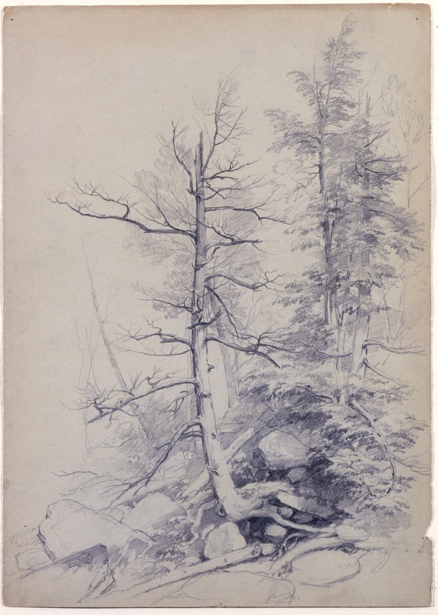 Studie van Bomen en Rotsen, Catskill Mountains, New York, 1849 door Asher Brown Durand