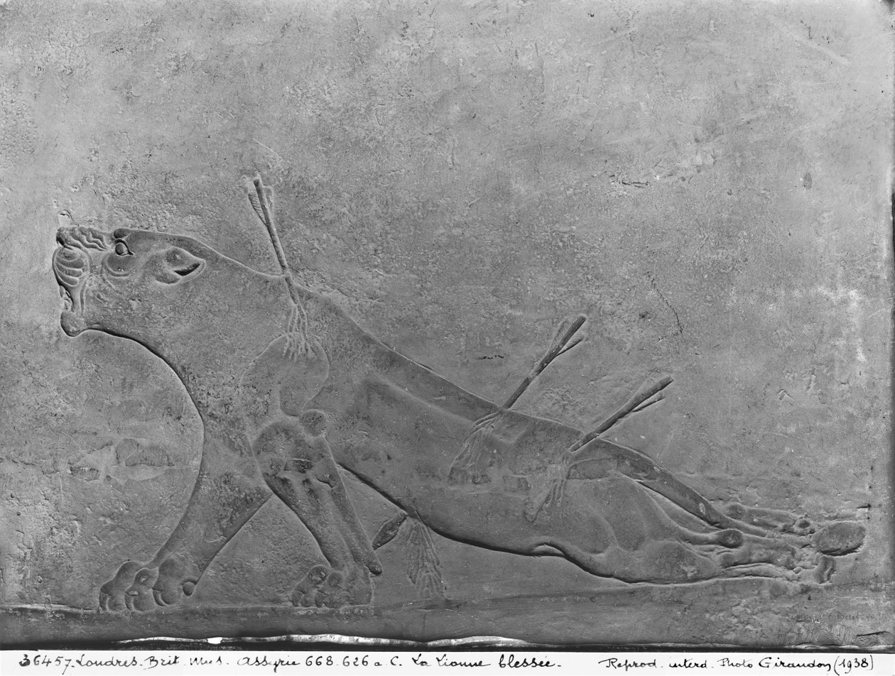 Gewonde leeuwin, detail van een reliëfpaneel dat Ashurbanipal II toont die leeuwen doodt, uit het Paleis van Ashurbanipal II, Nimrud, Irak, Neo-Assyrisch, 668-627 v.Chr. door Assyrian