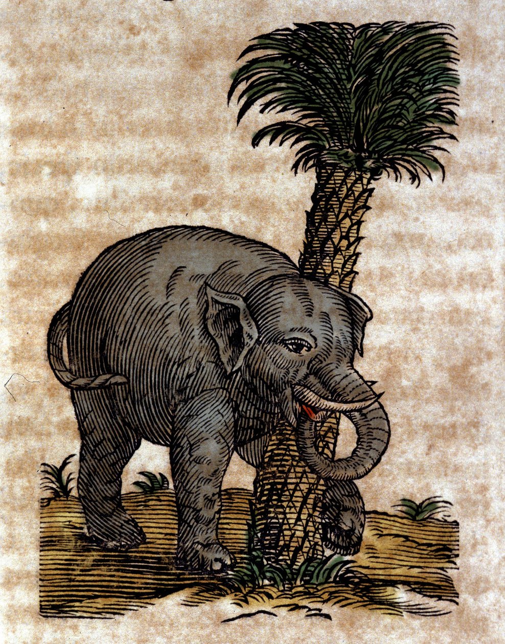 Een olifant die tegen een palmboomstam wrijft. Gravure uit een werk van Athanasius Kircher (1601 - 1680), jezuïet, oriëntalist en geleerde door Athanasius Kircher