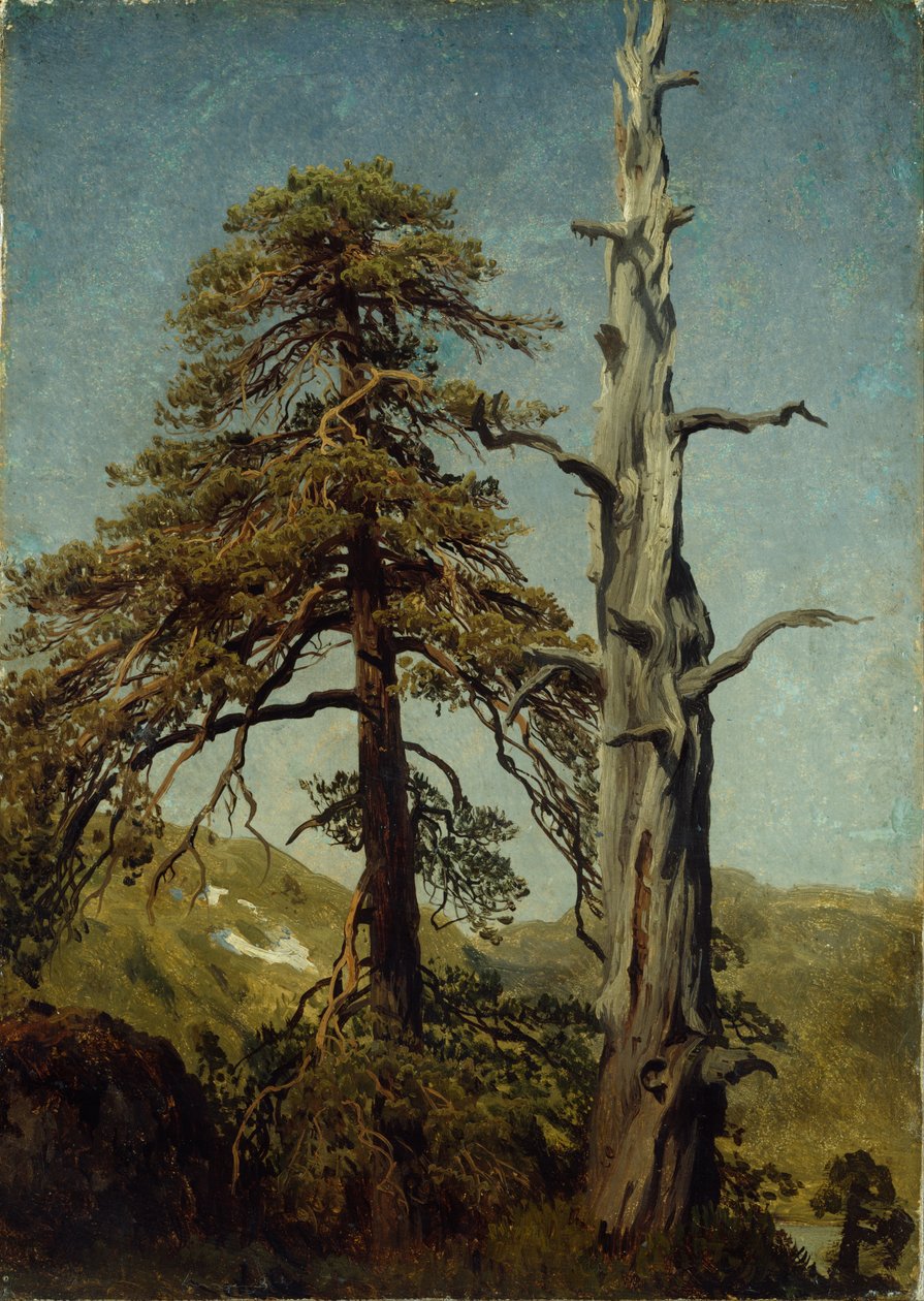 Studie van bomen door August Cappelen
