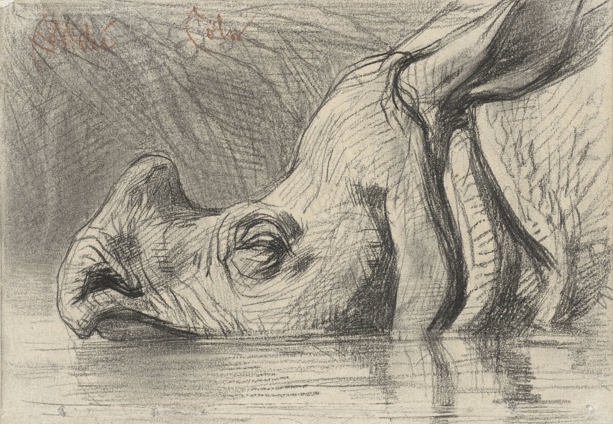 Hoofd van een neushoorn, half ondergedompeld in het water door August Allebe