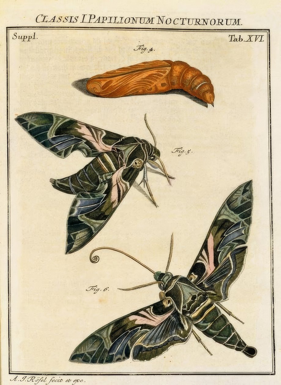 Vlinder Daphnis neri door August Johann Rösel von Rosenhof