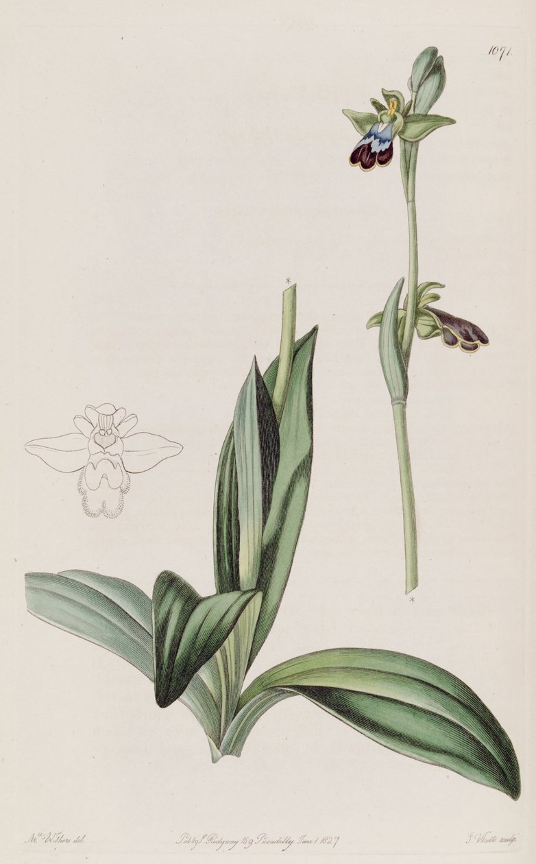 Illustratie van Ophrys fusca door Augusta Innes Withers