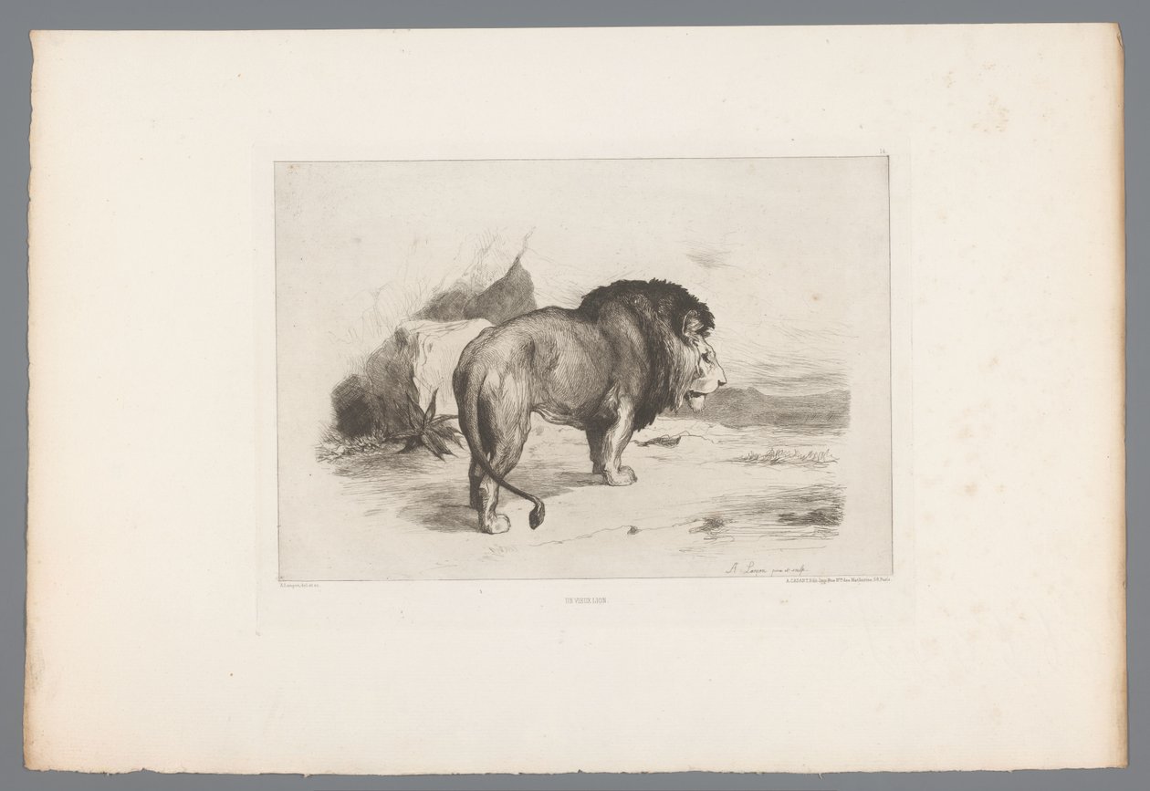 Leeuw door Auguste Andre Lancon
