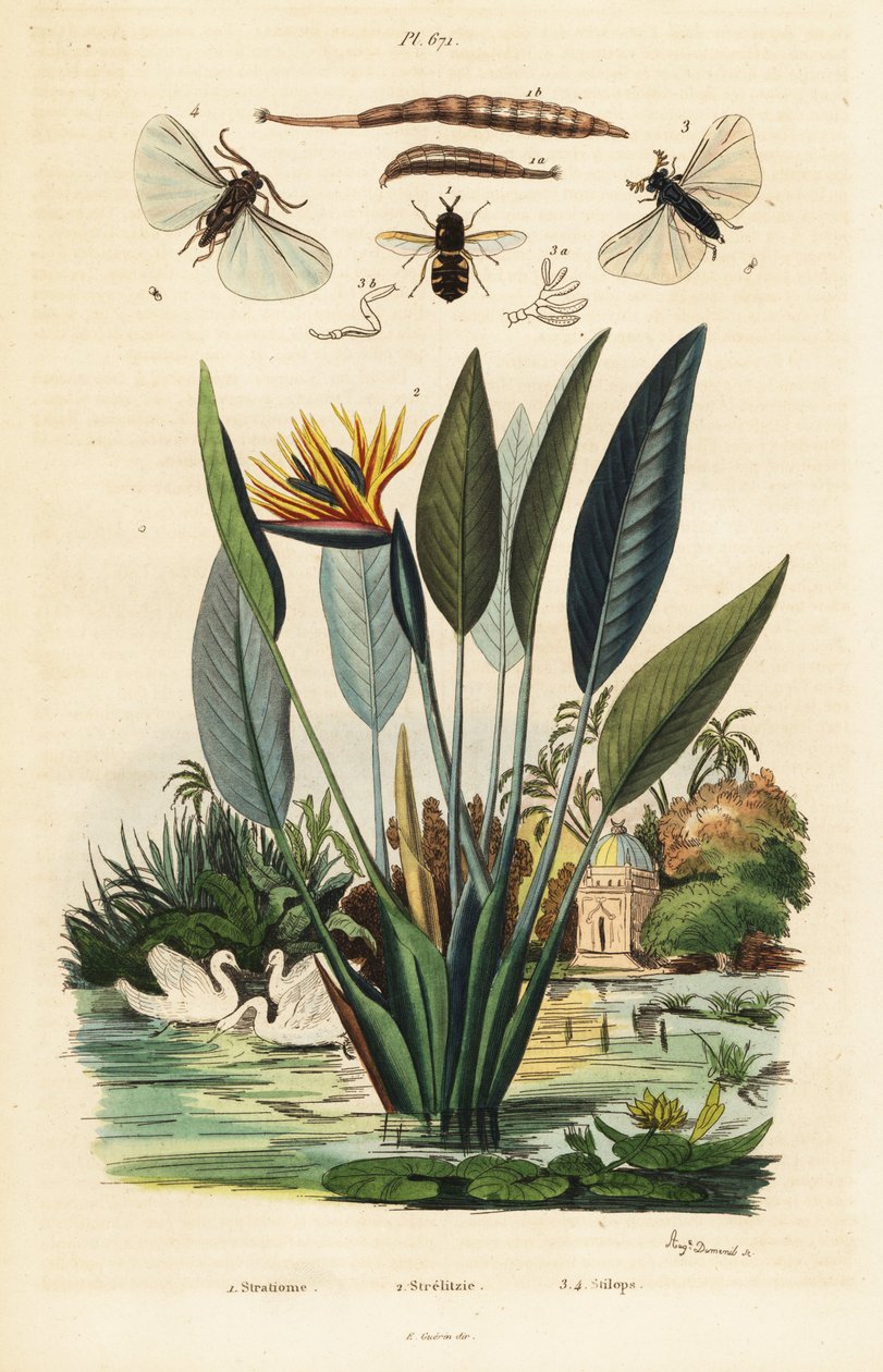 Soldaatvlieg, kraanvogelbloem en ,1834-1839 (gravure) door Auguste Dumenil