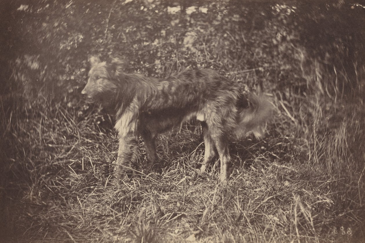 Studie van een hond door Auguste Giraudon